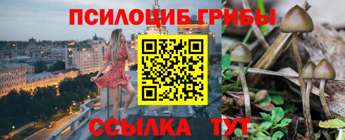 Галлюциногенные грибы Psilocybe Шали